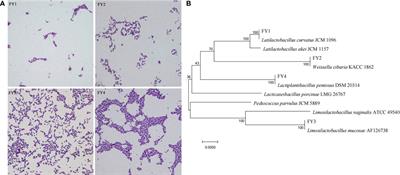 In vitro investigation on lactic acid bacteria isolatedfrom Yak faeces for potential probiotics